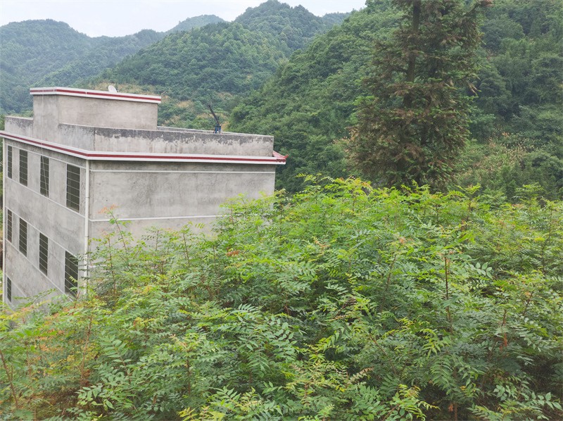黄楝树树苗