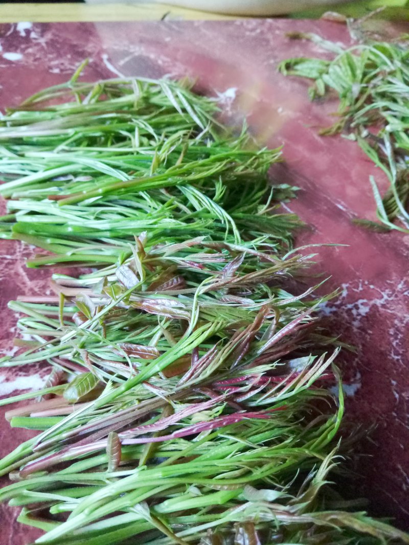 黄楝树茶