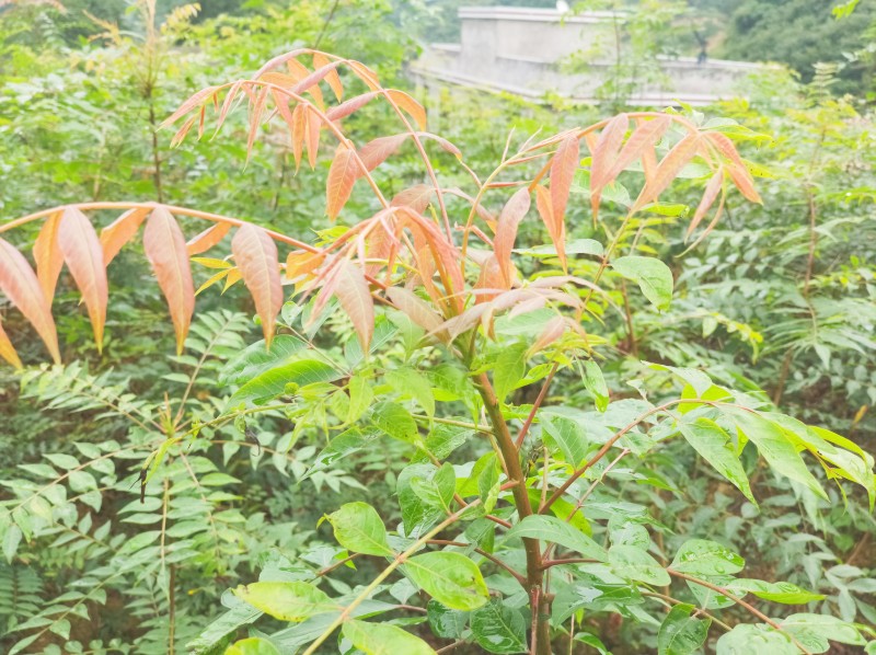 昂莲头树苗