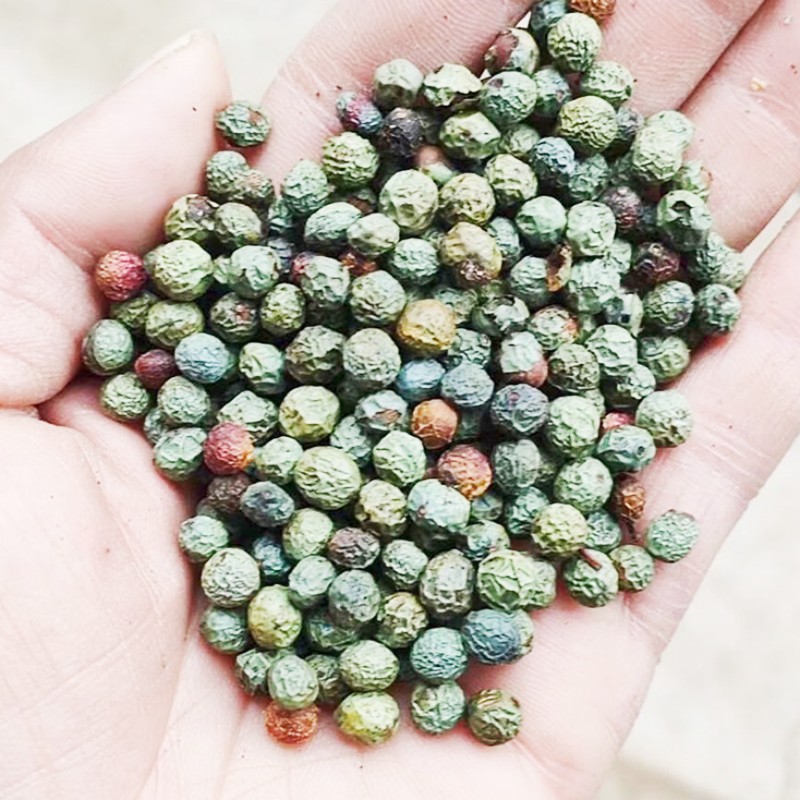 黄鹂芽果实图片,黄鹂芽种子图片,黄鹂芽树果实图片,黄鹂芽的种子图片,黄鹂芽树种子图片
