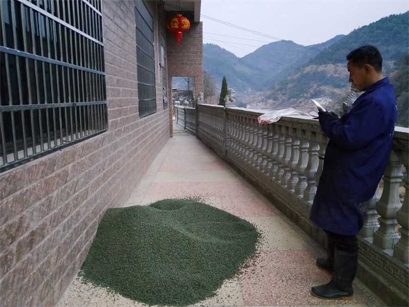 黄连芽种子