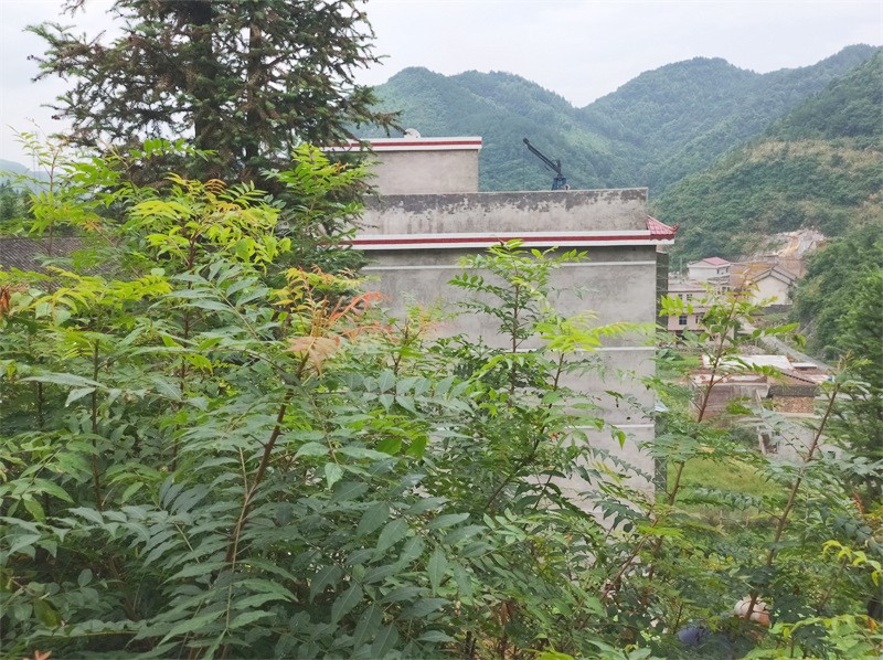 黄莲头树苗