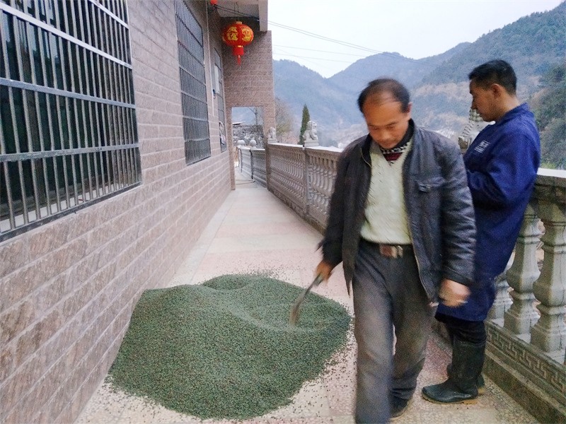 黄楝头种子