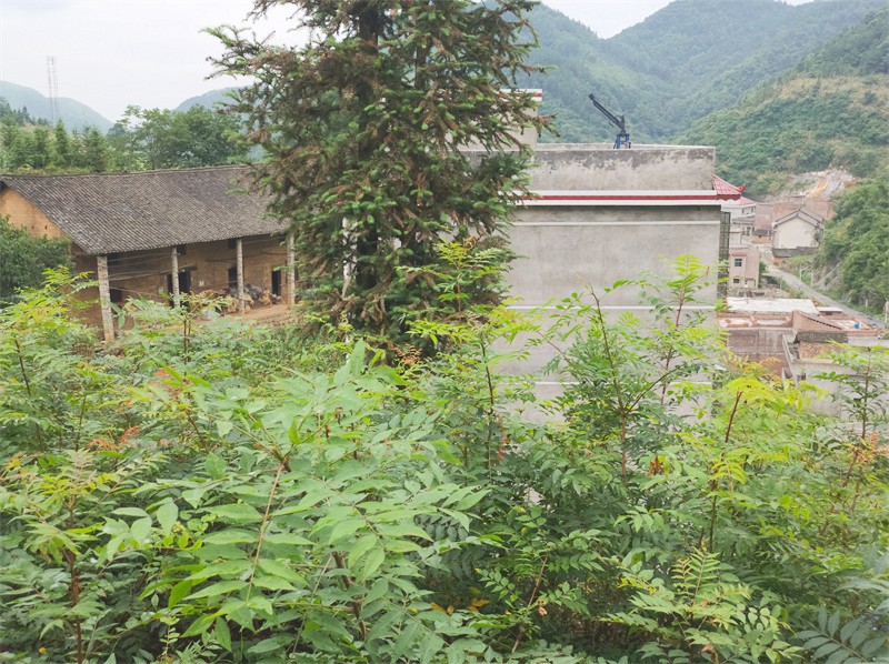 黄楝头树苗