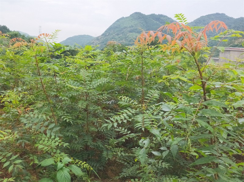 黄练芽树苗
