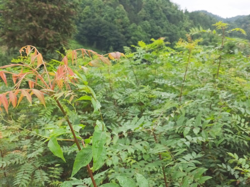 黄连树芽图片,黄连芽的图片,黄连芽图片,黄连芽树图片,黄连芽叶子图片
