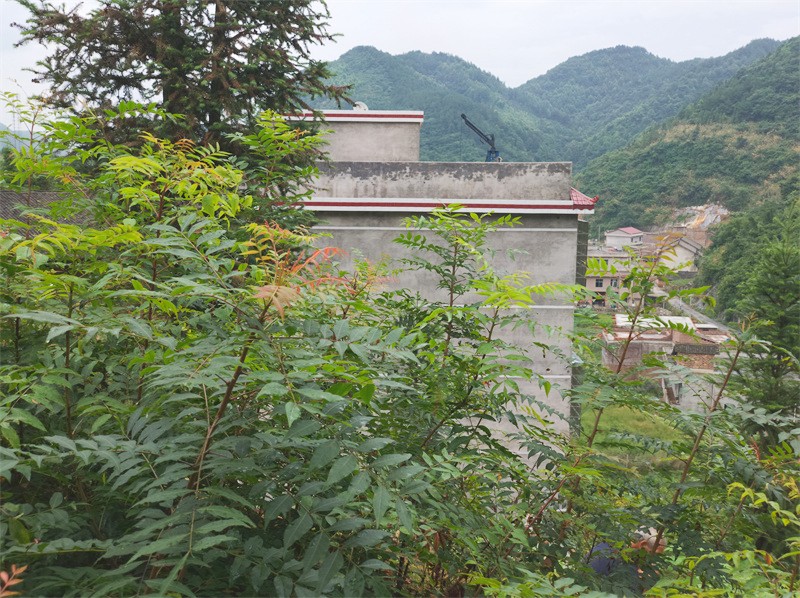 黄鹂芽基地.jpg