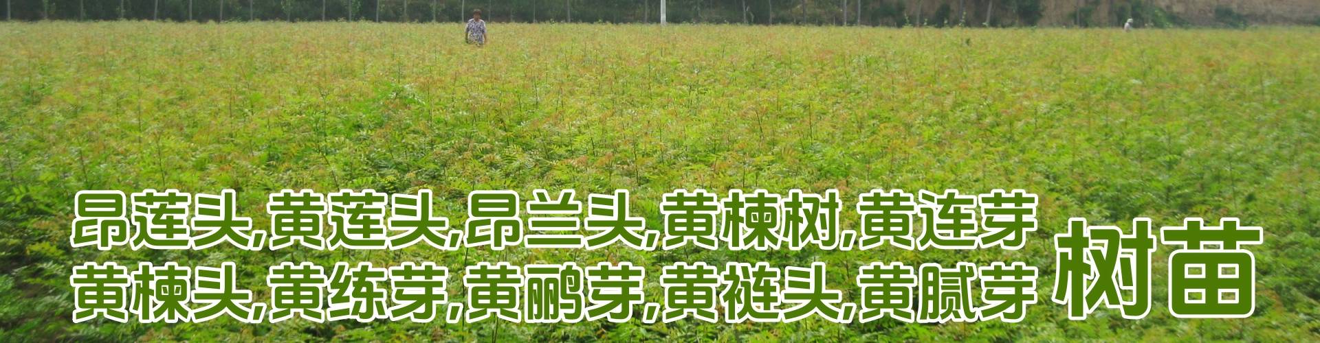 图片名称